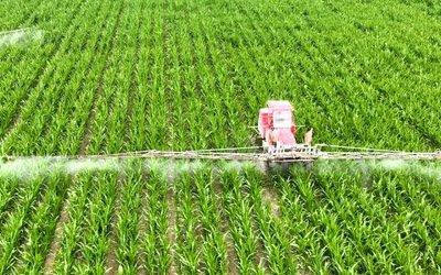Potassium silicate application in agriculture showing healthy crops with foliar spray treatment for stress resistance
