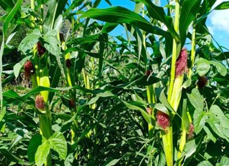 Silicate crop protection products applied to barley and rice fields showing leaf silicon deposition and reduced pest damage