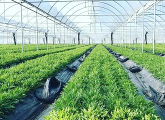 Silicate application in greenhouse farming showing healthy tomato and strawberry plants with improved root and leaf structure