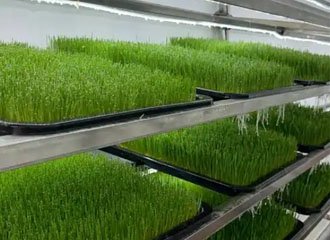 Silicate application in hydroponic agriculture showing healthy tomato and lettuce plants with root zone nutrient delivery systems