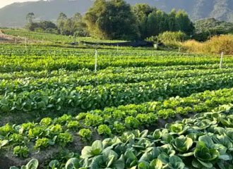 Potassium silicate application in organic farming and sustainable agriculture with healthy protected crops and OMRI certified products