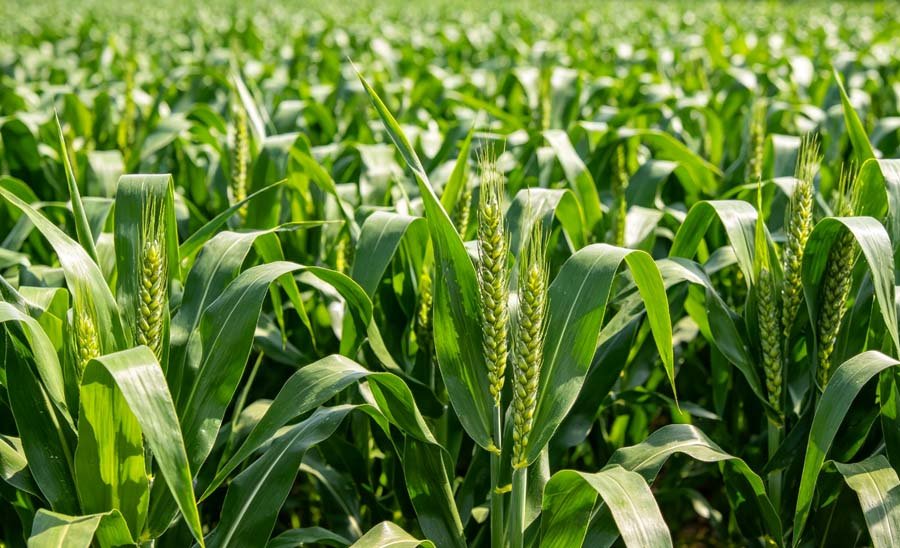 Powerful Potassium Silicate Foliar Fertilizer: 46–48°Bé, Modulus 2.5 & Simple Application Guide