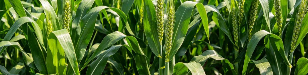 Foliar potassium silicate spray application on crop leaves showing silicon deposition and enhanced plant stress resistance
